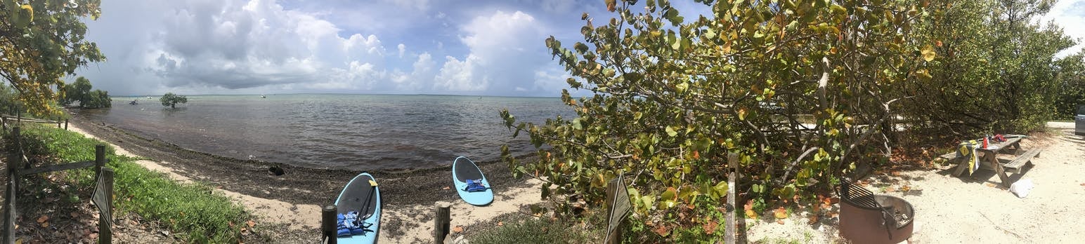 Due tavole da paddle blu al bordo di una spiaggia boscosa in una giornata di sole.