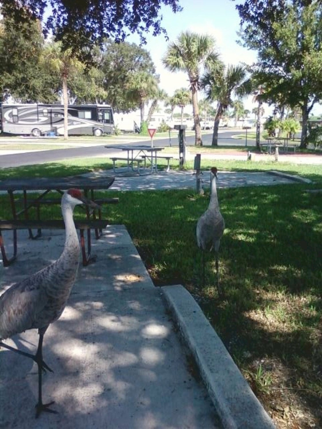 Cranes walking around campground with palm trees and RV in the background.