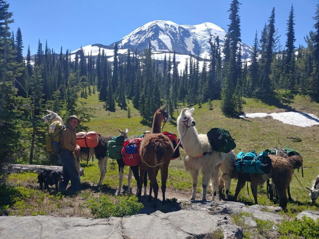 A group of pack llamas equipped with gear stand in a field below a snowcapped mountain.