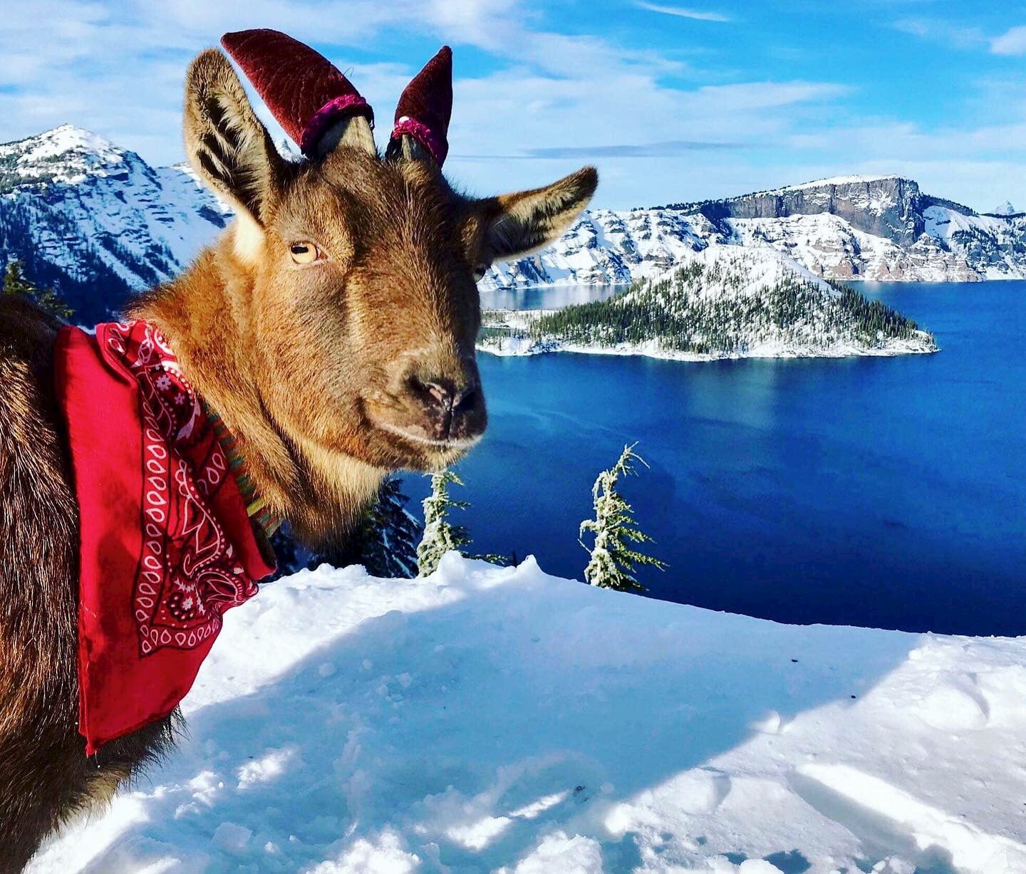 Small goat stnading in front of a snow covered crater lake.