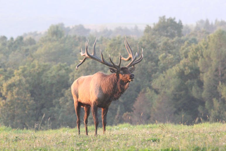 elk in a field