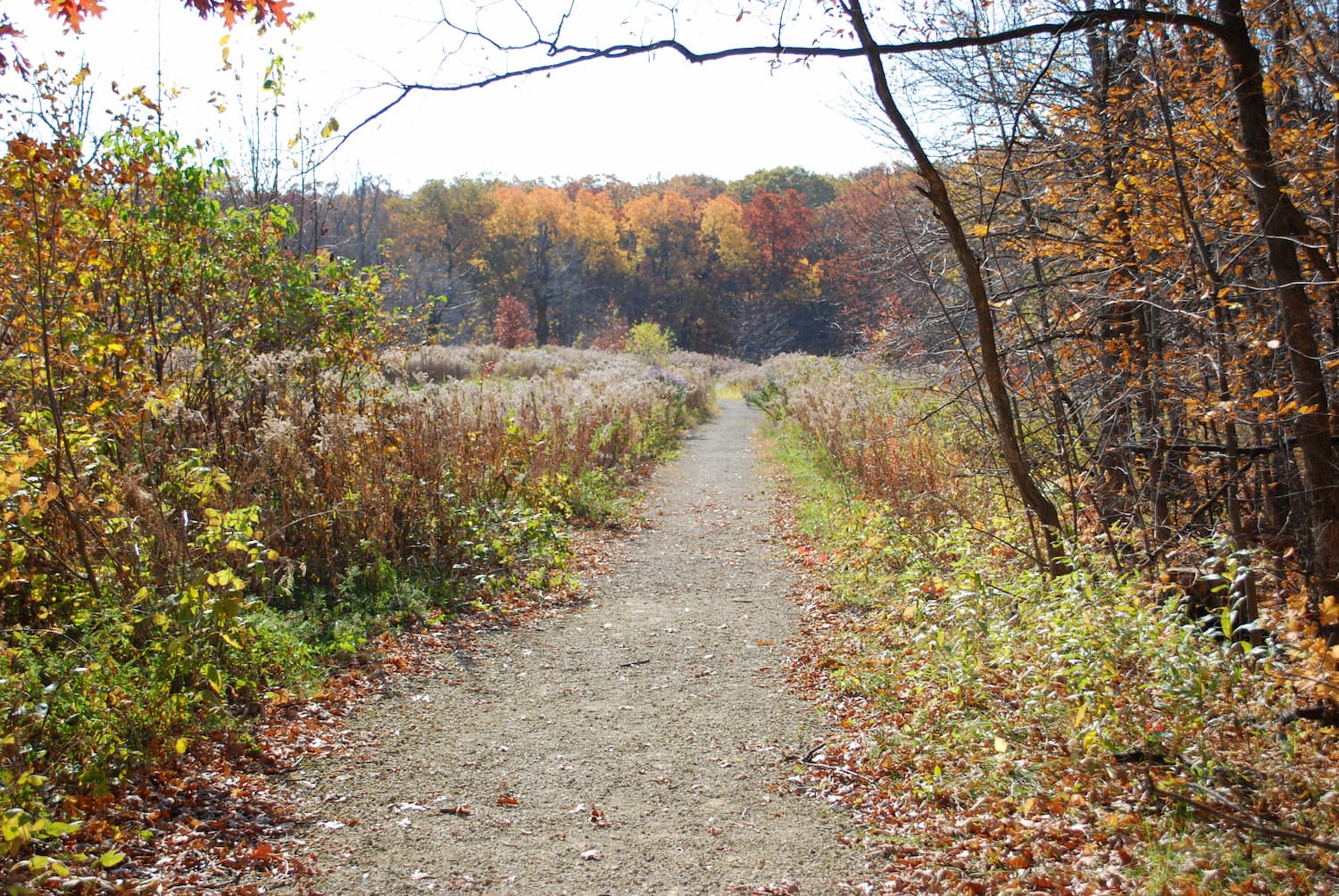 path through woods in autumn