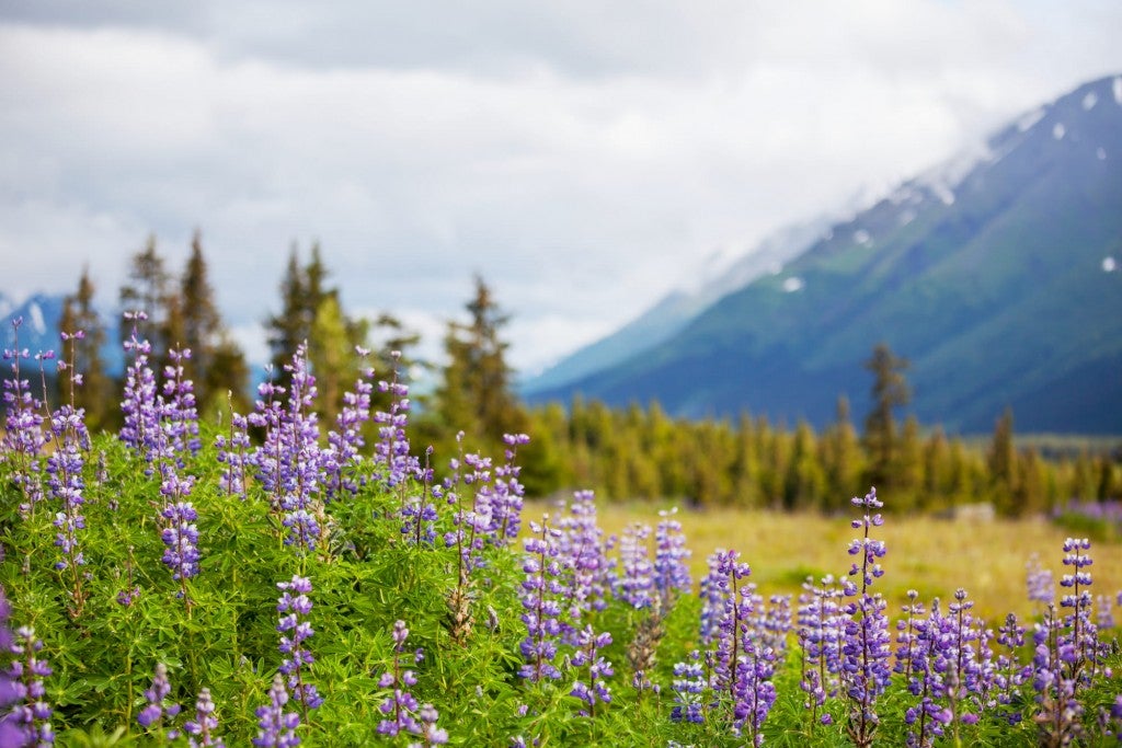 Wildflowers and mountains in Fairbanks, Alaska.