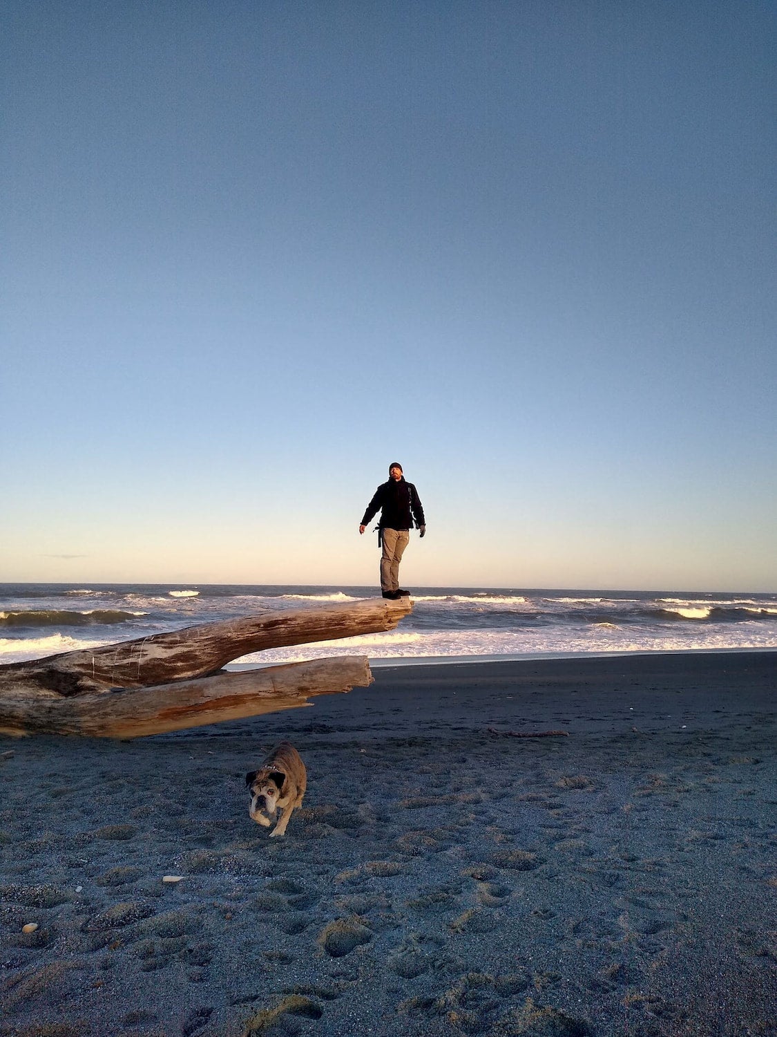 Person walking on driftwood log on a Northern California beach with a dog.