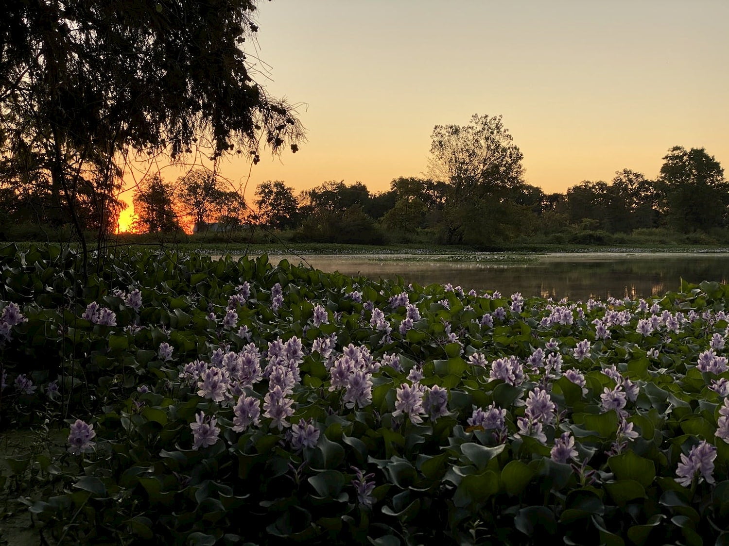 riverside flowers in bloom at sunset