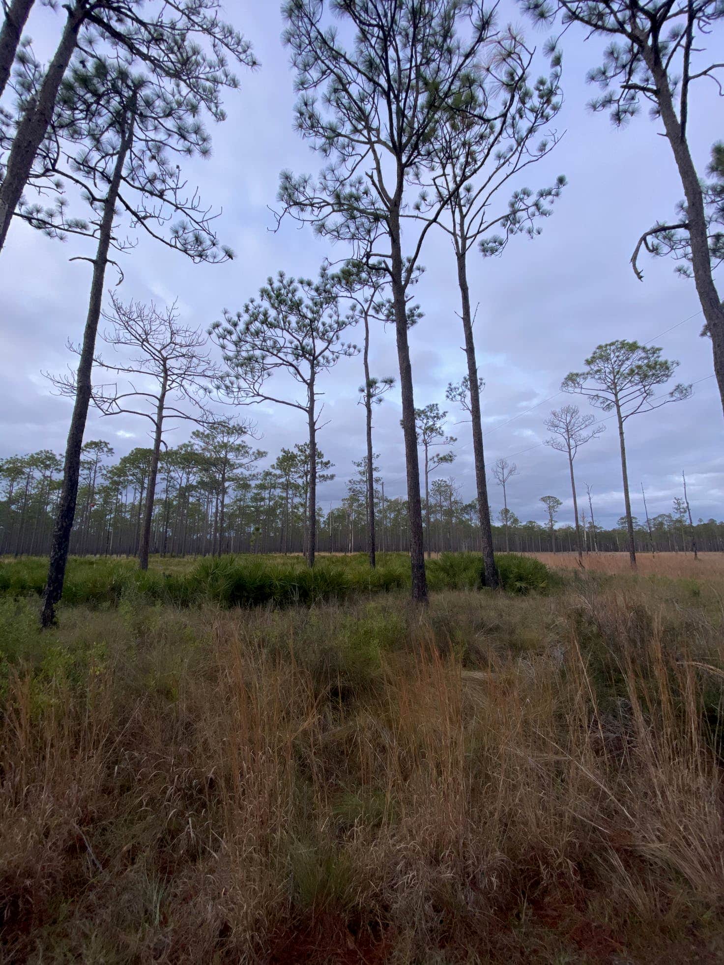 Florida marsh field with sparse trees and a stormy sky above.