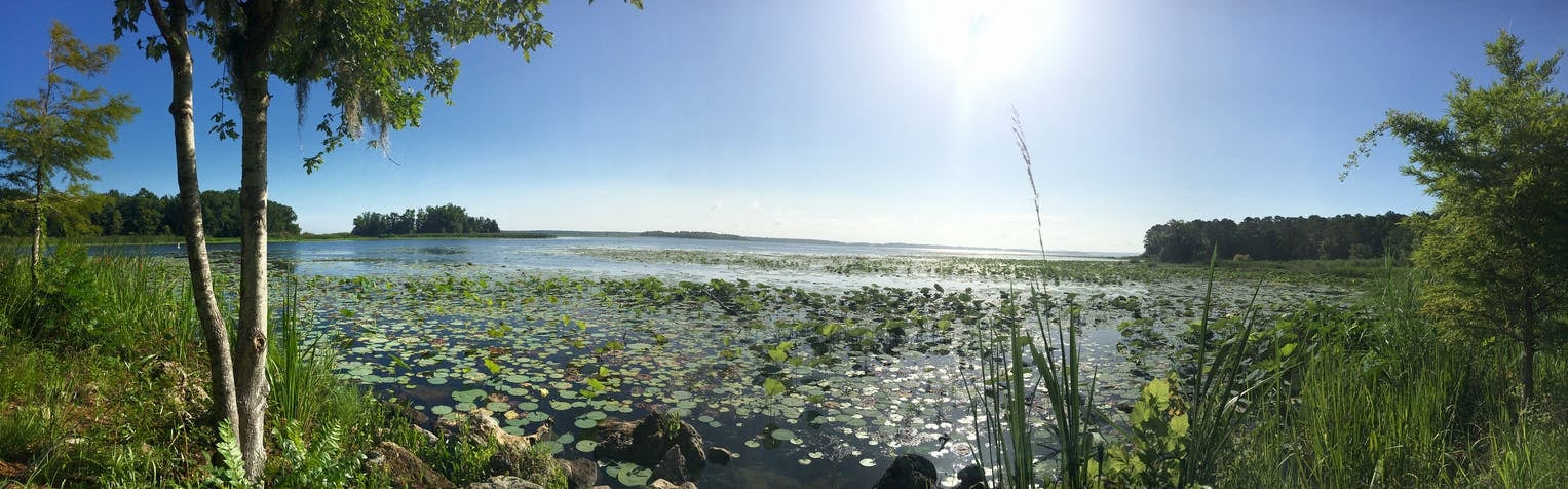 Panoramic image of marshland with lily pads and surrounding land behind it.
