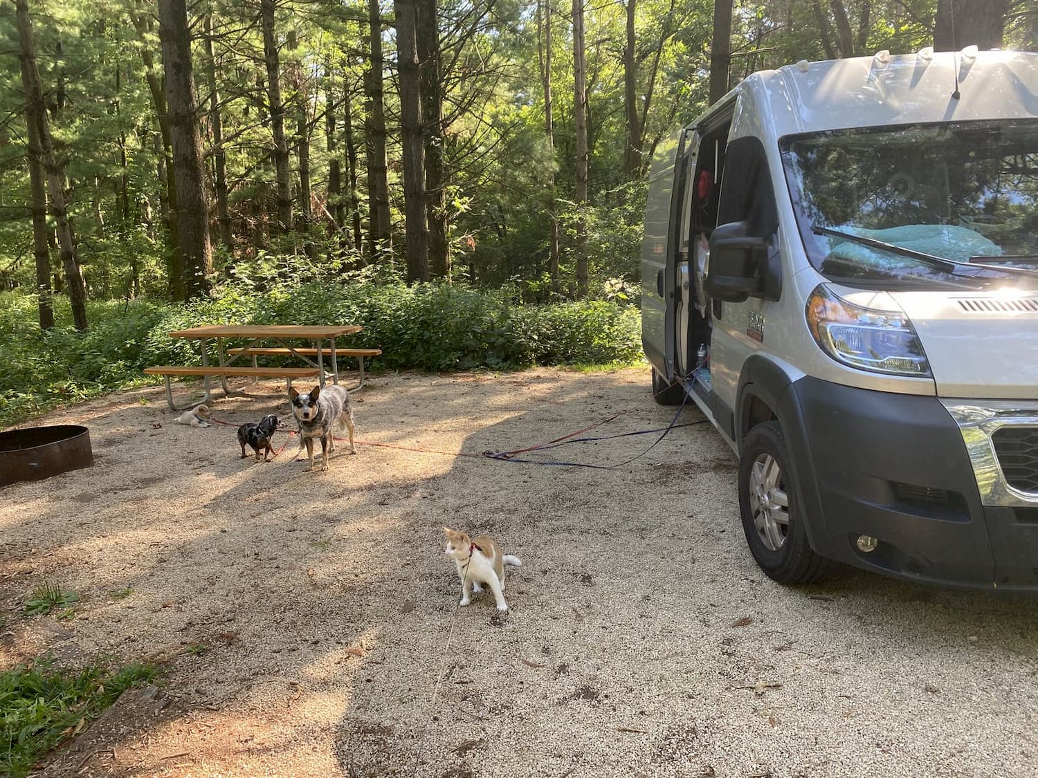 van parked at campsite, with dogs and picnic table