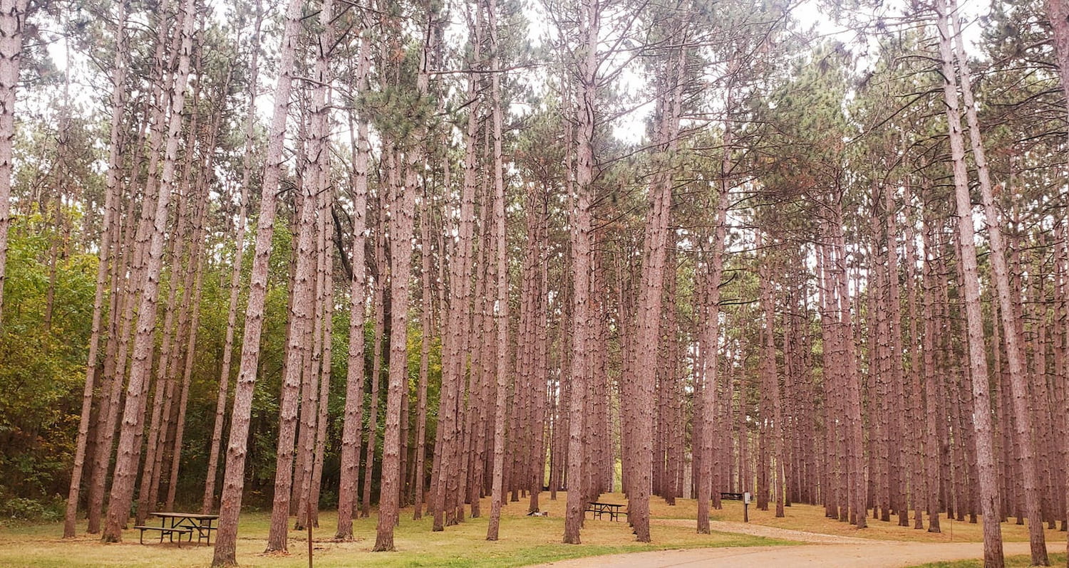 grove of trees at campground