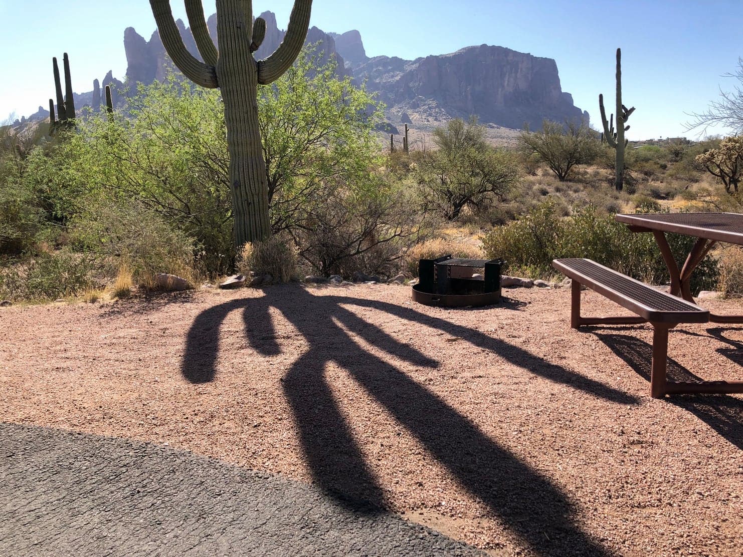 Massive saguaro cactus beside picnic table at Lost Dutchman Campsite.