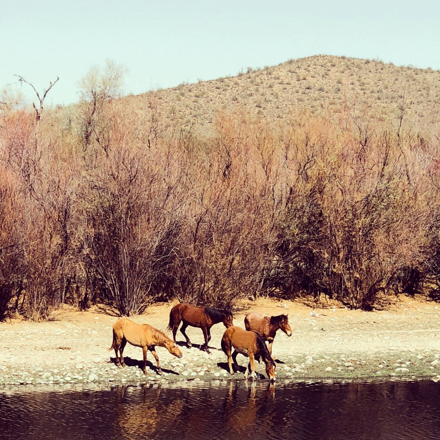 Wild horses on the beach beside a river with arid mountainous landscape in the background.