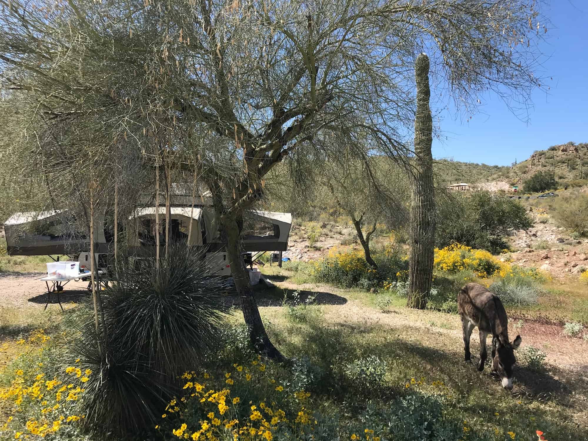 Donkey grazing in front of wildflowers and cacti and an RV at Lake Pleasant Campsite outside of Phoenix.