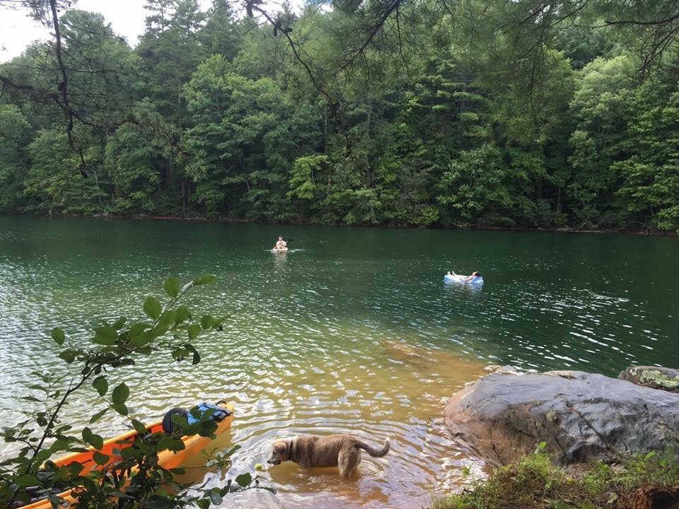 people and dog playing in the river