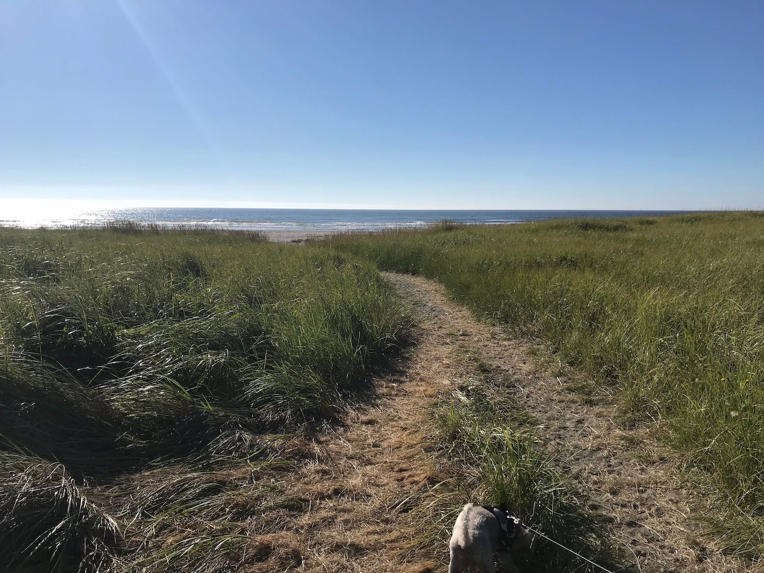 path leading to beach