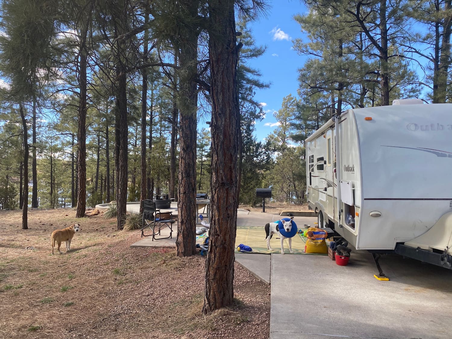 trailer with dogs around it