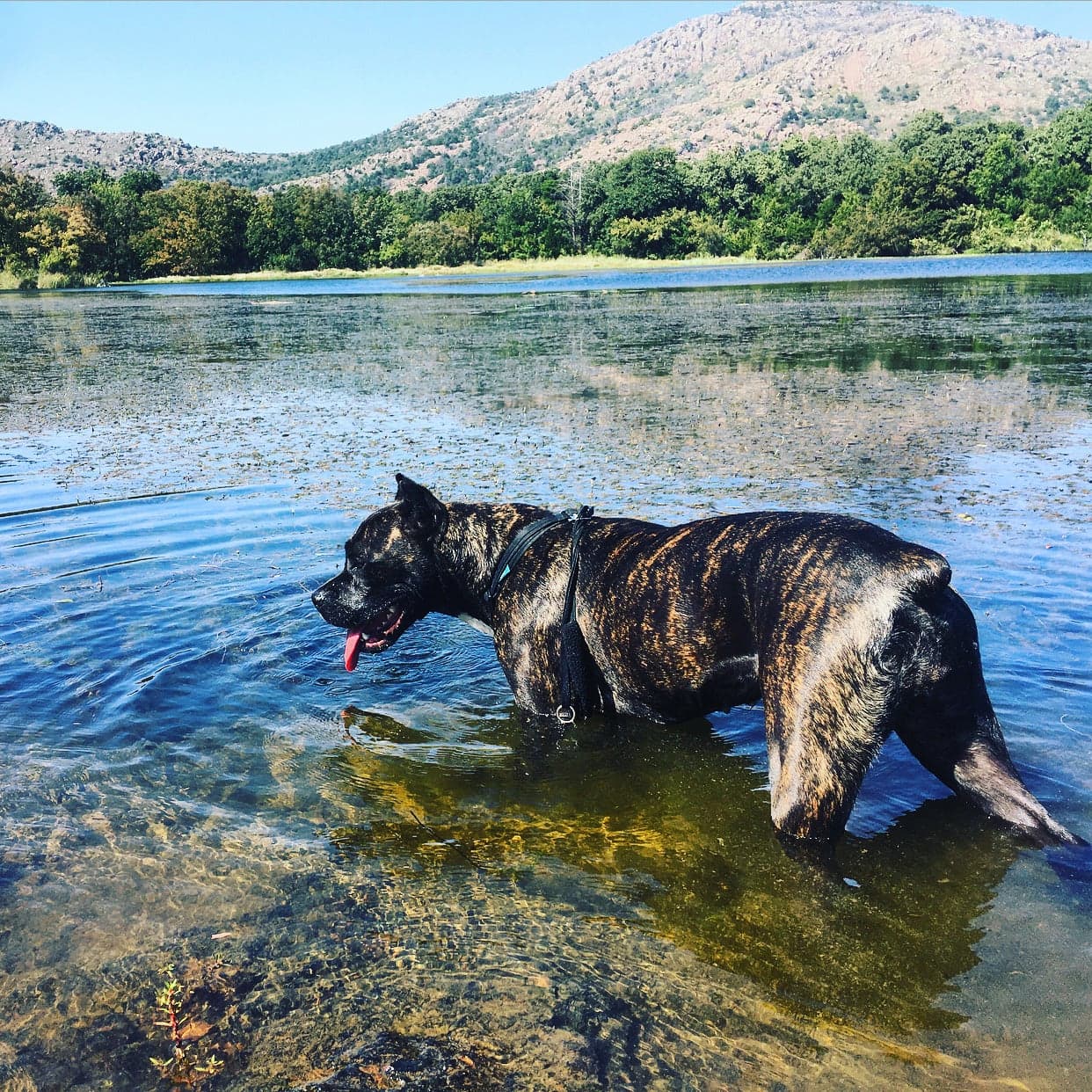 Dog wading in lake below mountain landscape of Wichita.