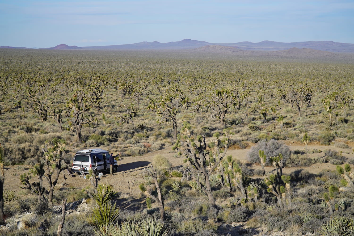 The Wayward home van in the desert surrounded by Joshua trees.