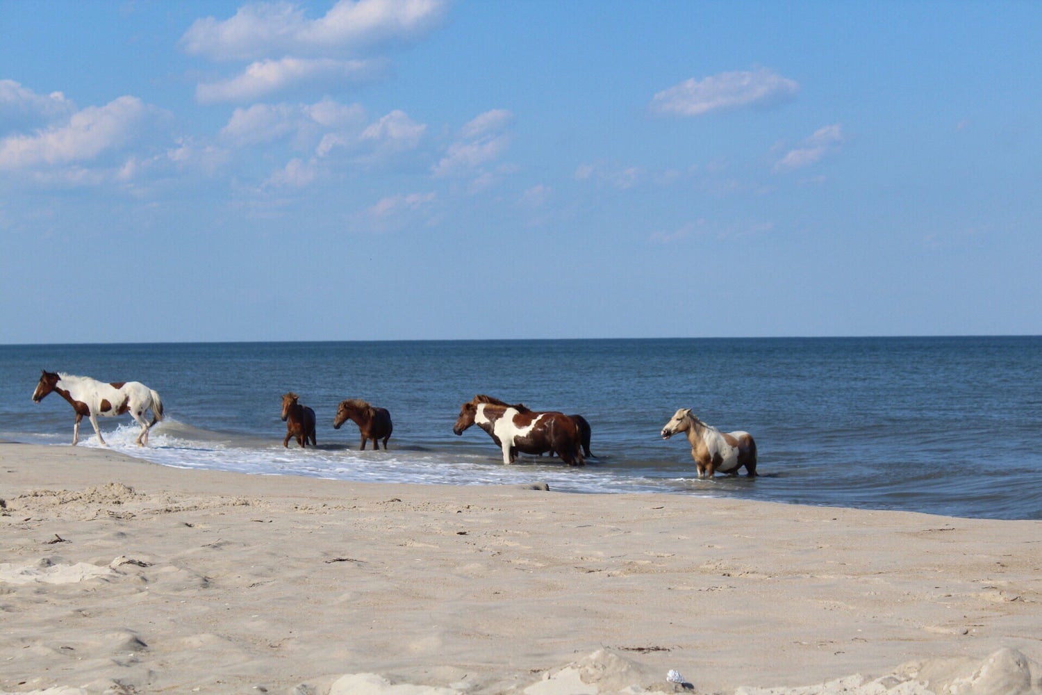 horses in the ocean