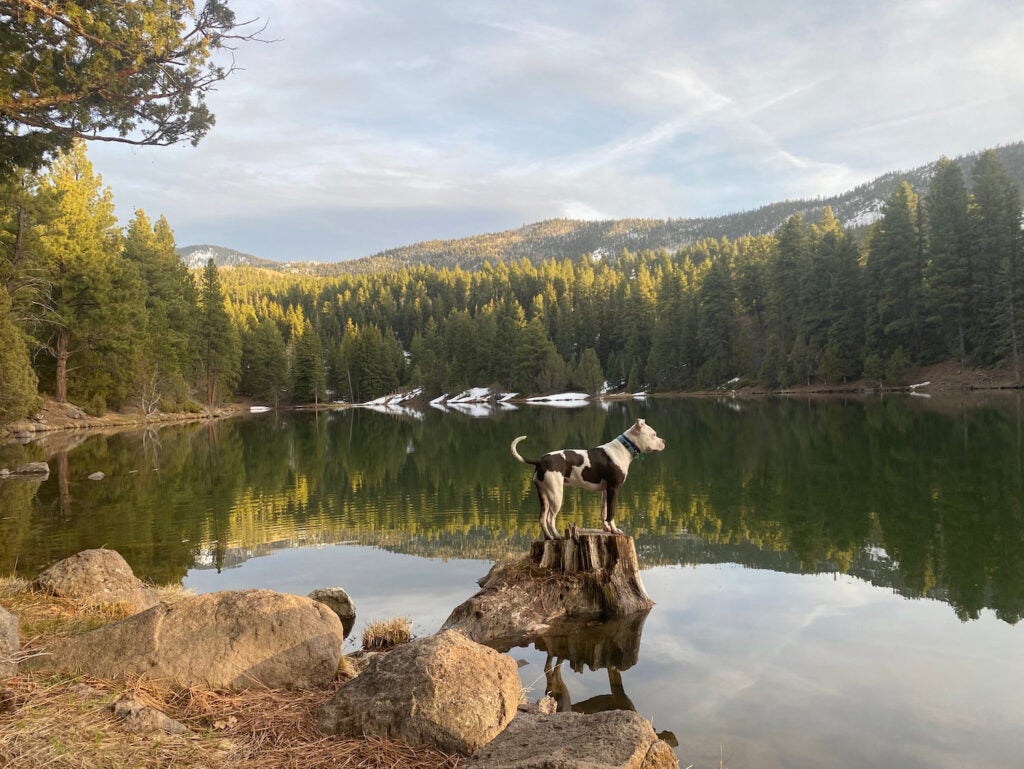 Stroll Through Aspens at These 7 Fishlake National Forest Camping Spots