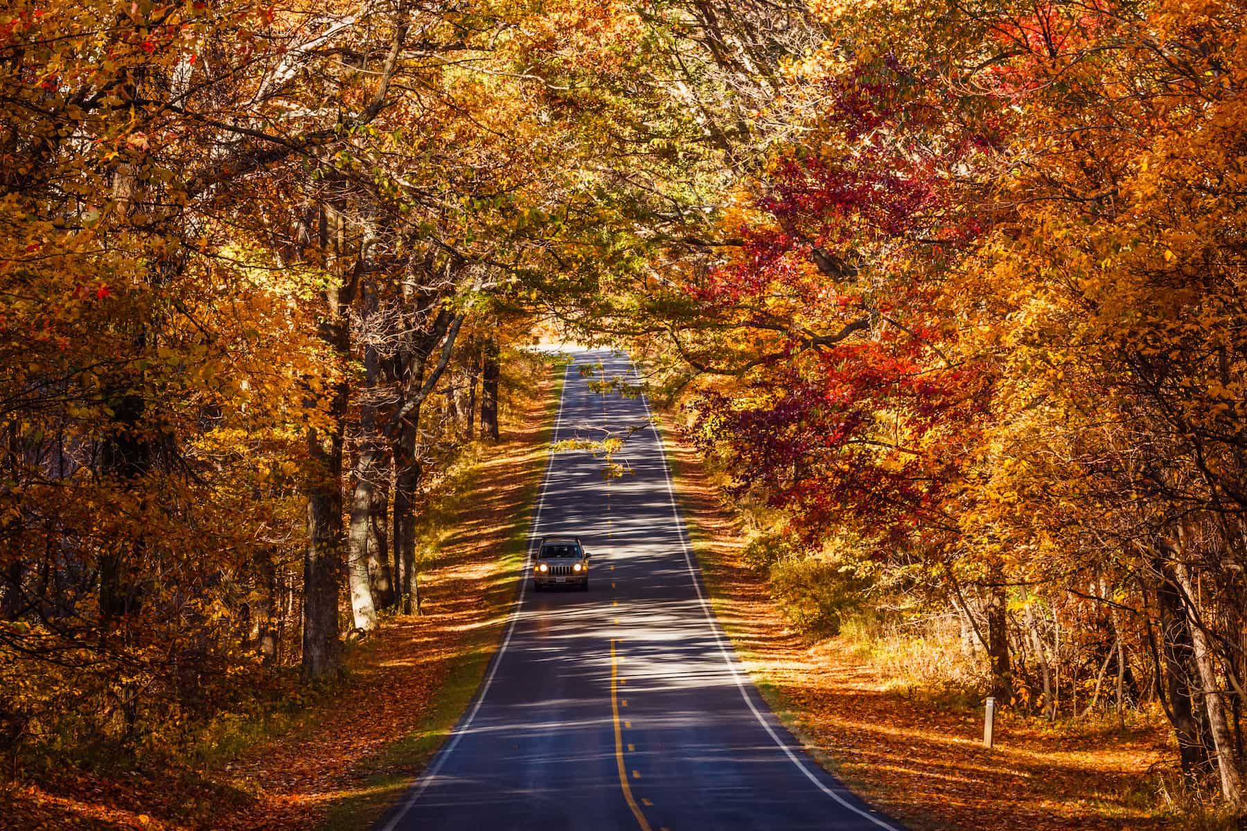 The Golden fall foliage over Skyline drive in Shenandoah National Park.