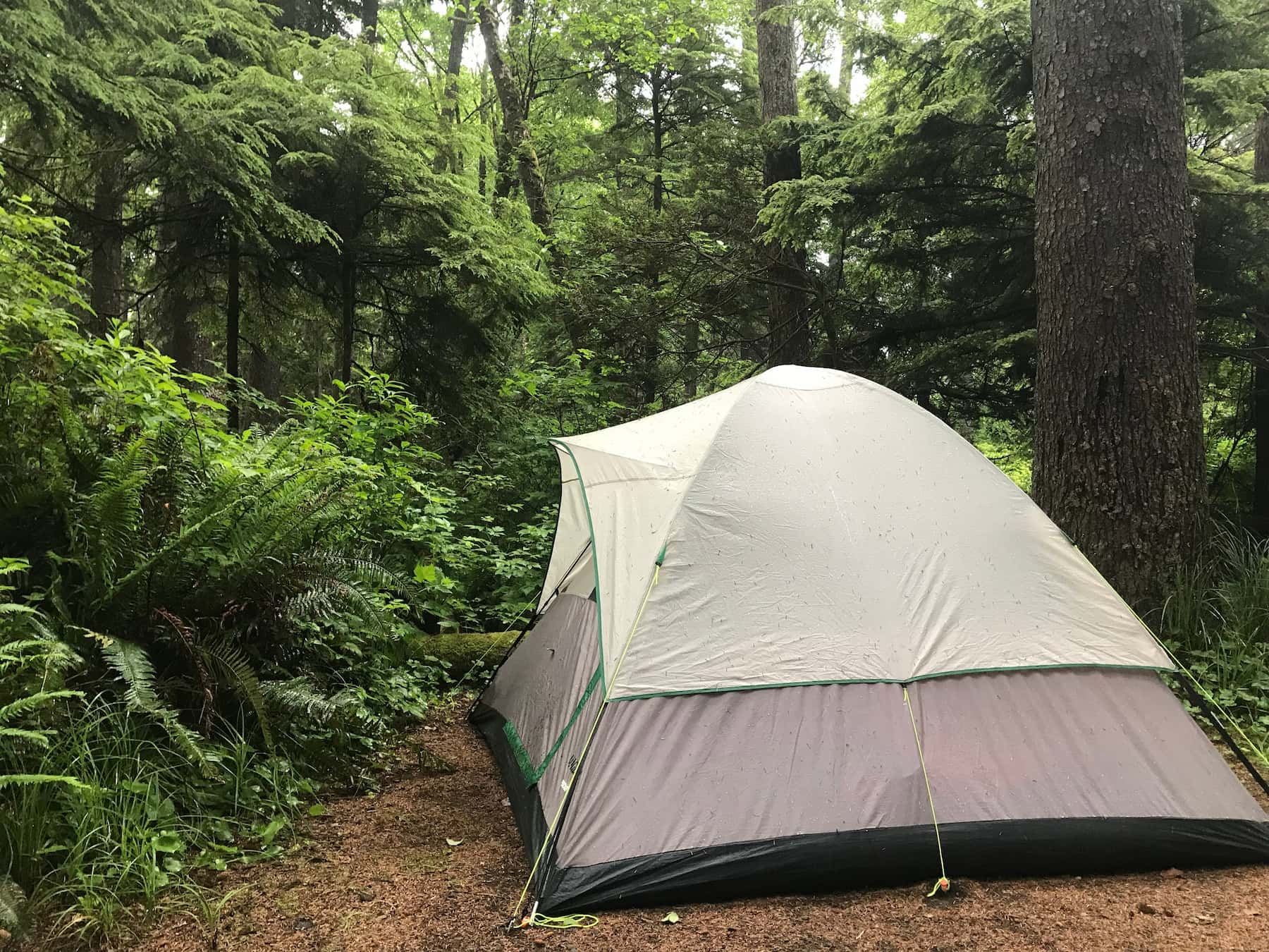 Green tent in the lush Olympic National Forest.