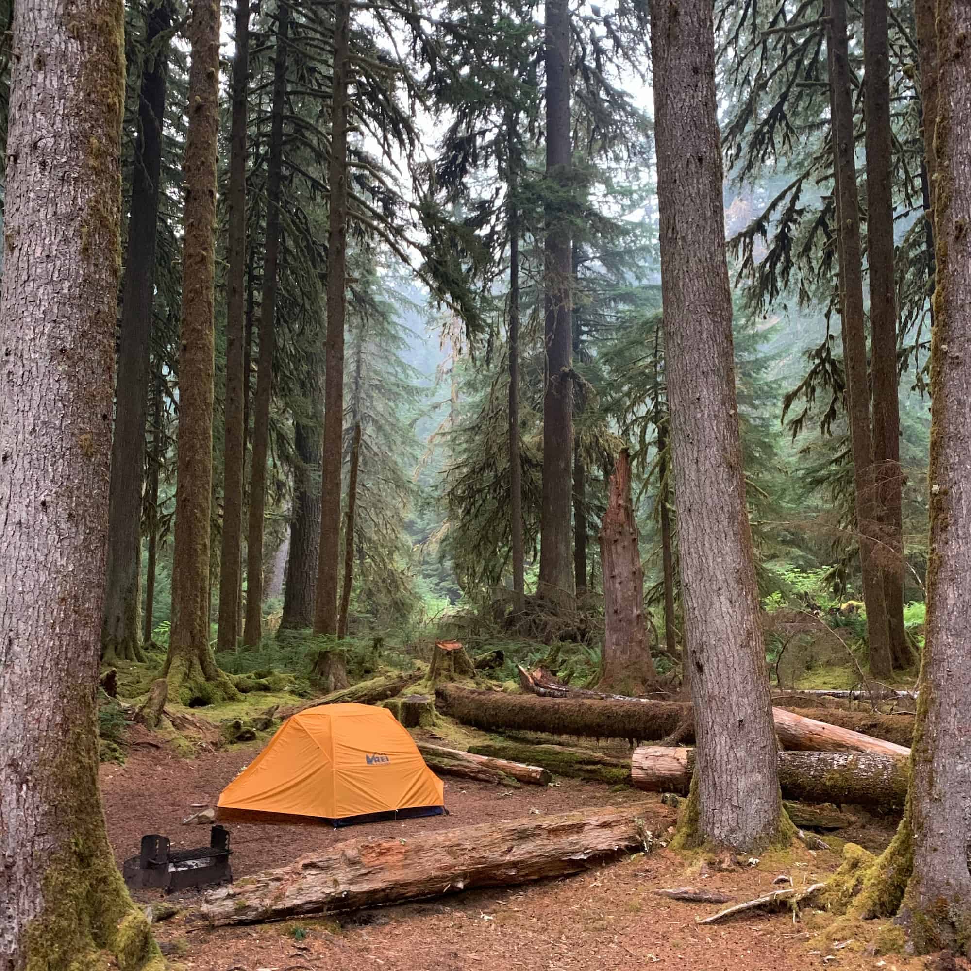 Orange tent in foggy pacific northwest woods on the Olympic Peninsula.