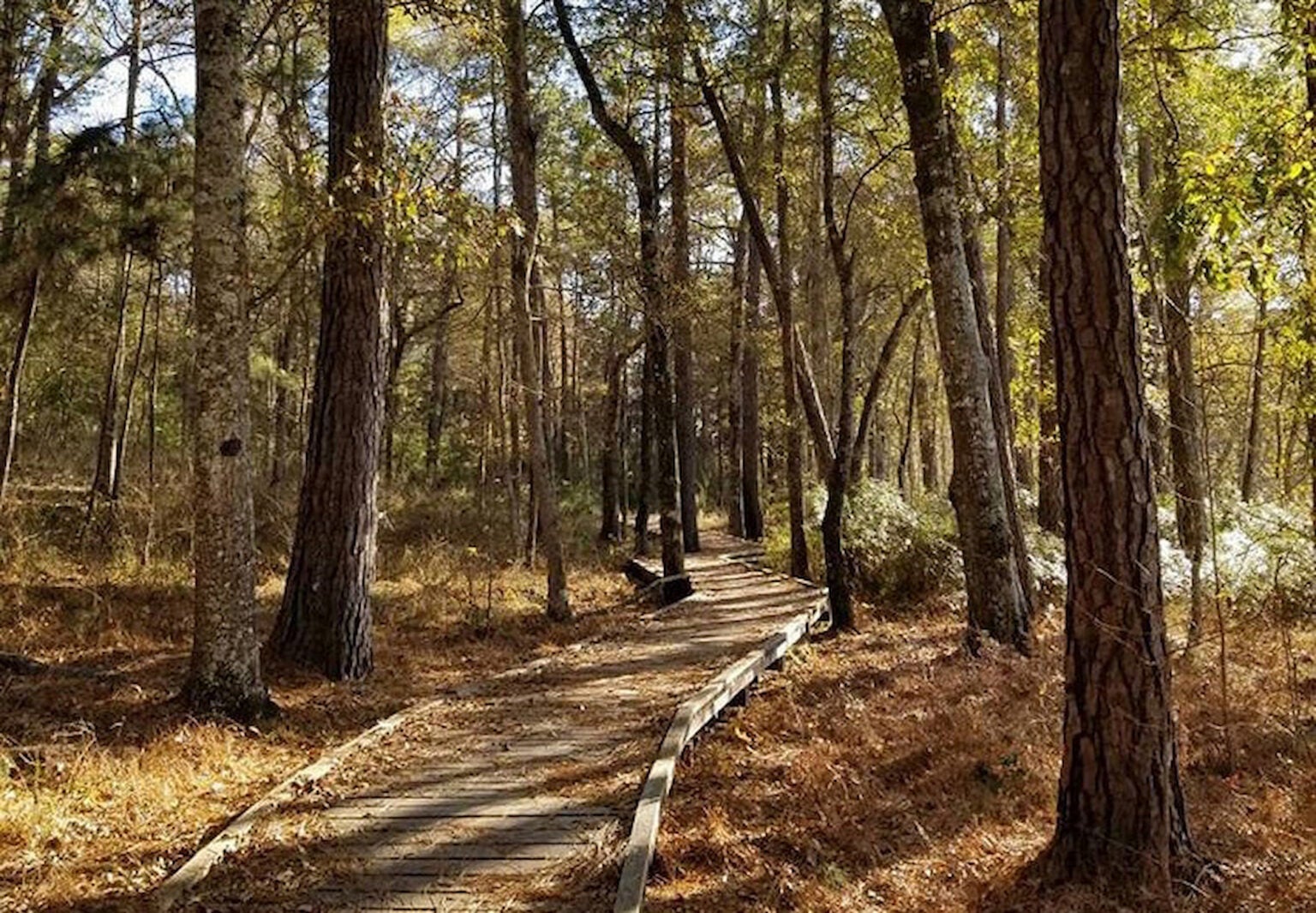 6 Sam Houston National Forest Camping Sites for a Weekend Getaway