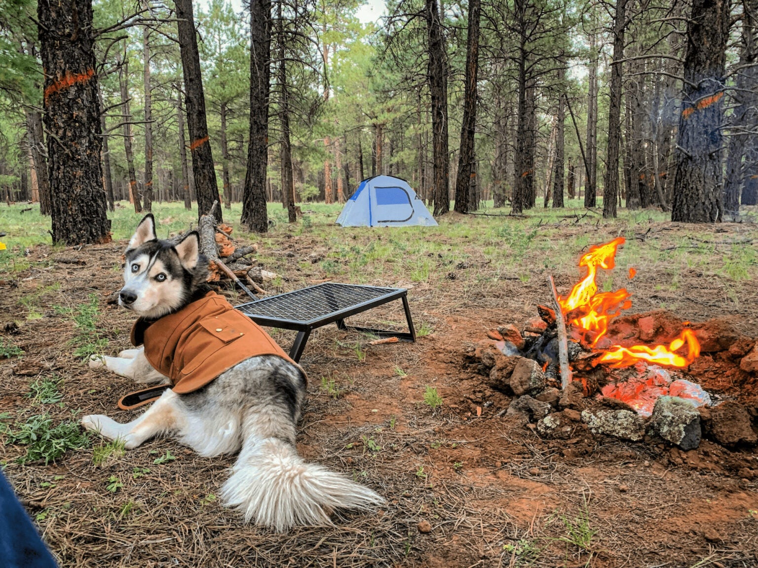 7 Coconino National Forest Camping Spots to See the Best of Arizona