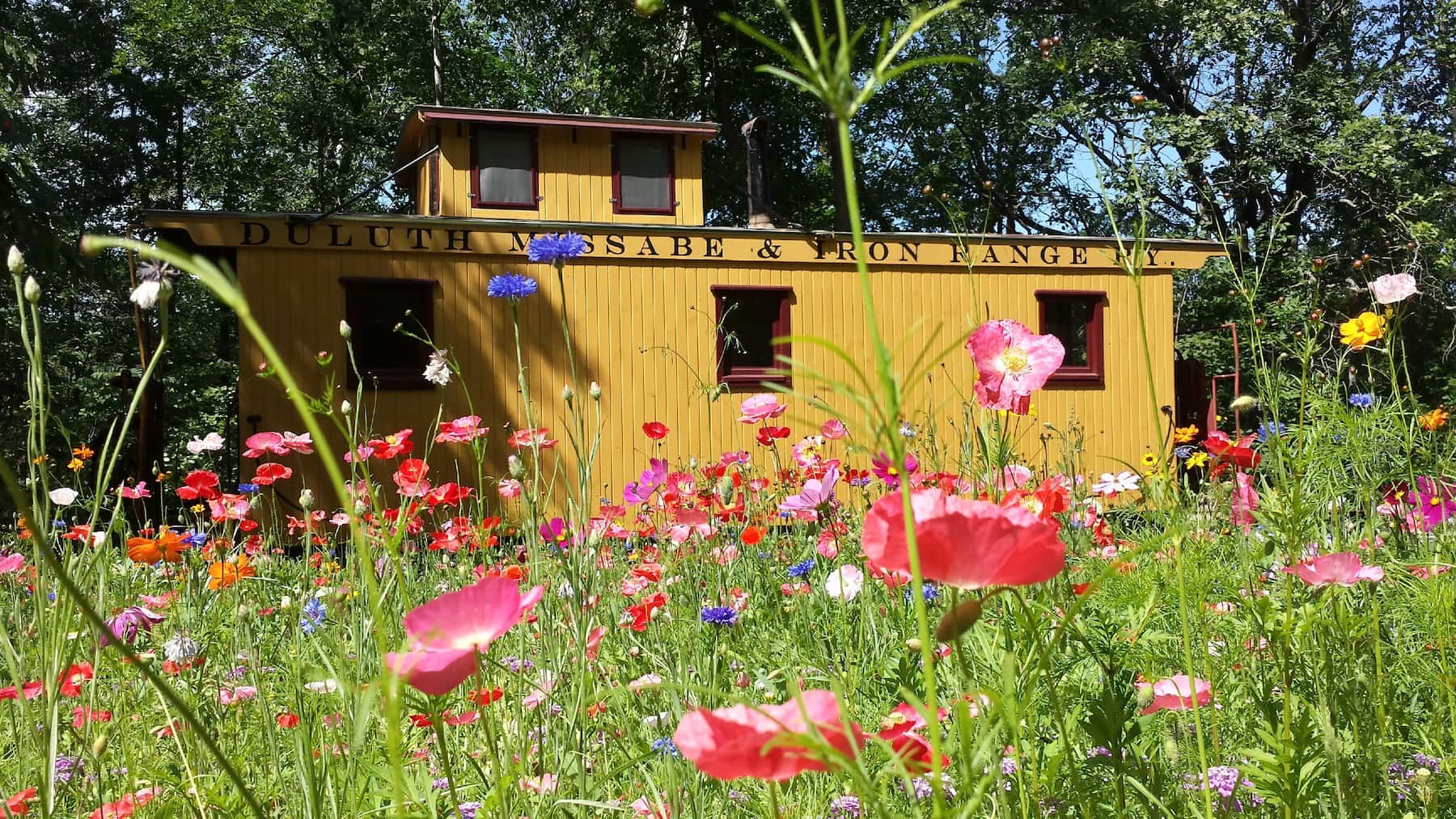Wildflowers blooming in front of Goldie the Caboose train car glampsite.