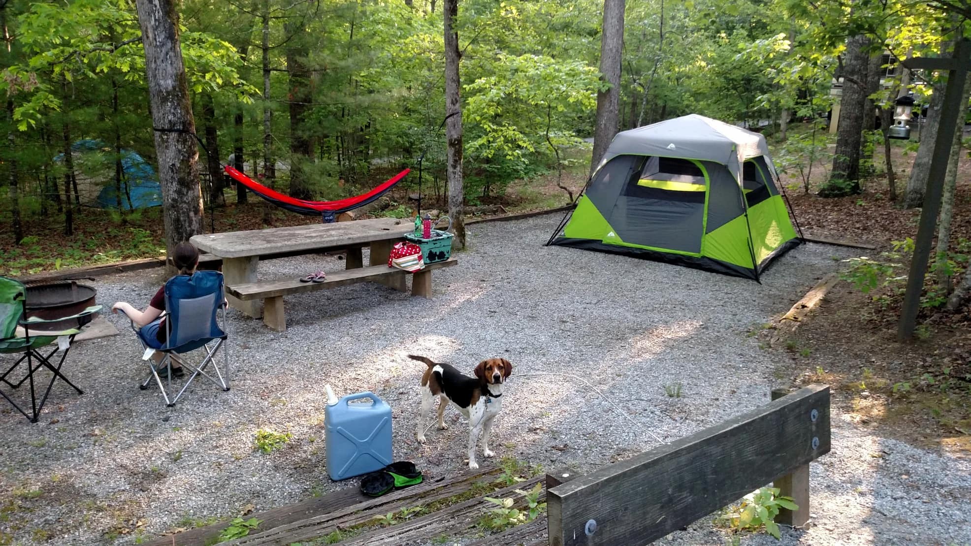 Campsite in the forest with tent, hammock, picnic table, and a dog.