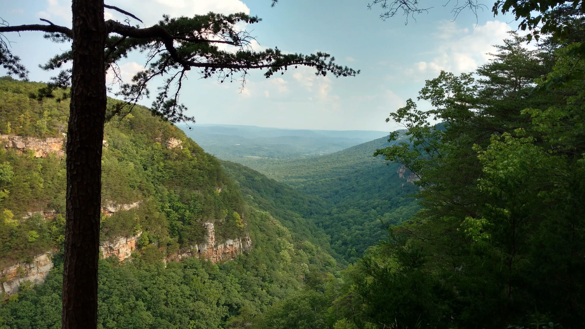View from the top of cloudland canyon over looking rocky cliffs and forested valley below.