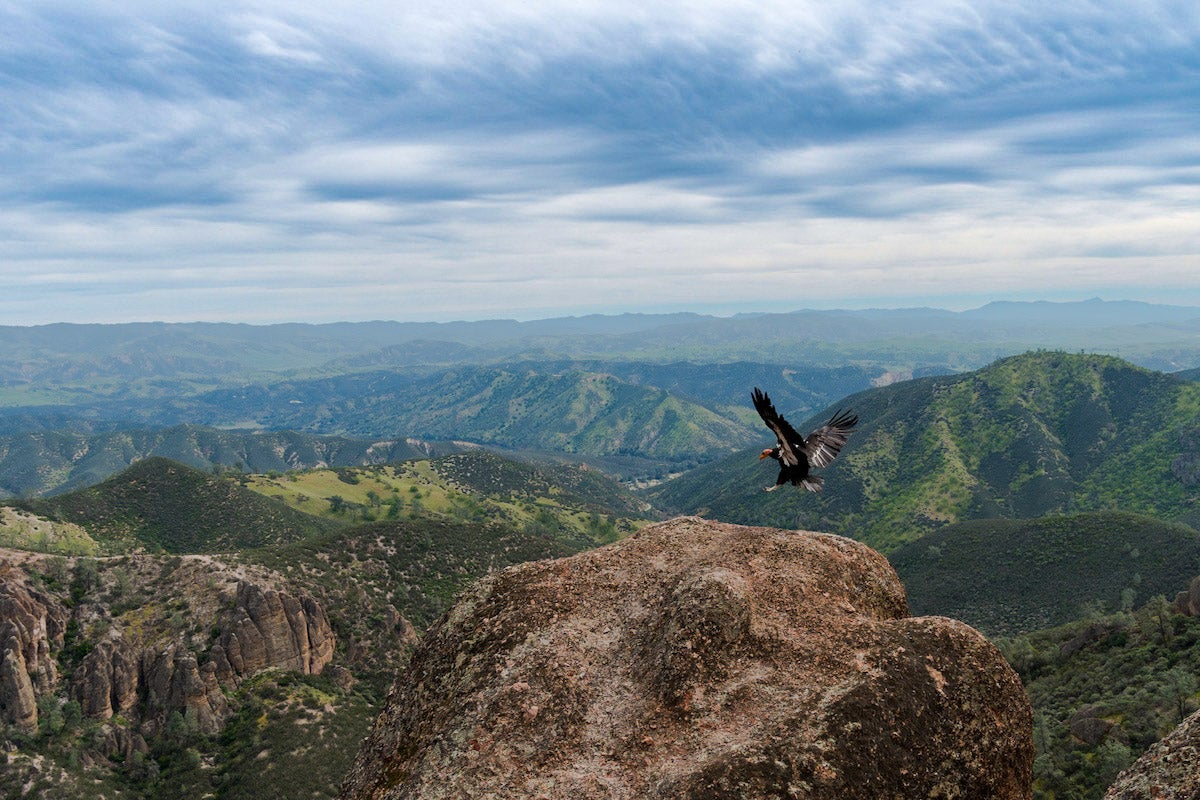 California Condor in Pinnacles National Park