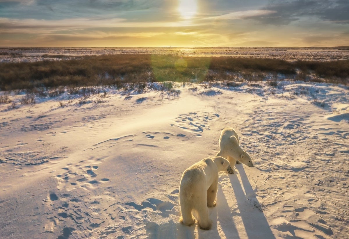 Tracking polar bears in Manitoba Canada