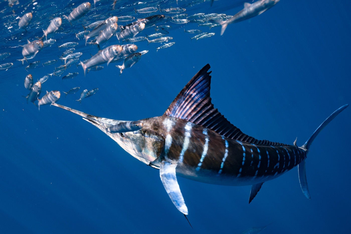 Striped marlin migration in Mexico