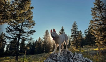 Paws and Relax: Tips for Comfortable Camping With Your Pet