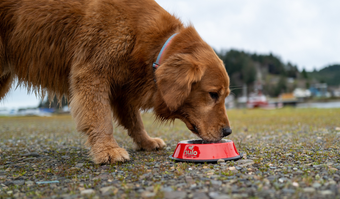 How to Keep Your Pet’s Eating Routine While Camping