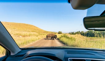 Montana: Where the Wild Things Actually Are