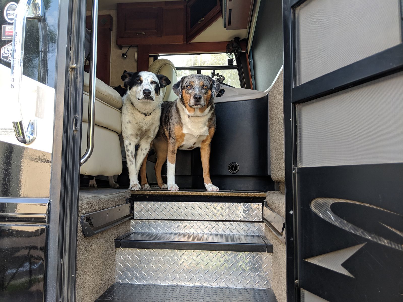 The RV Pet Checklist to Run Before You Leave Camp