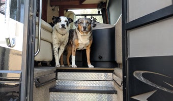 The RV Pet Checklist to Run Before You Leave Camp